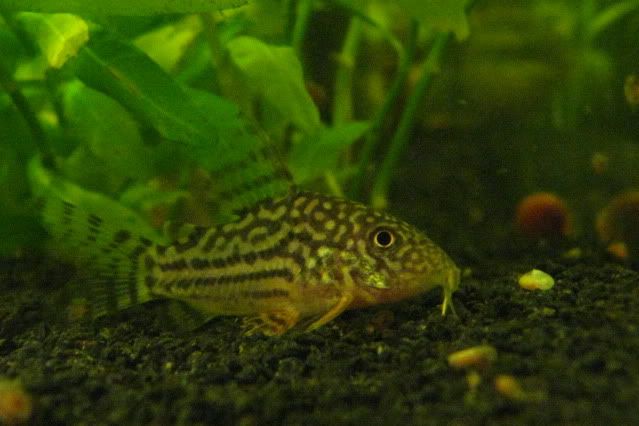 Sterbai_Cories_011.jpg