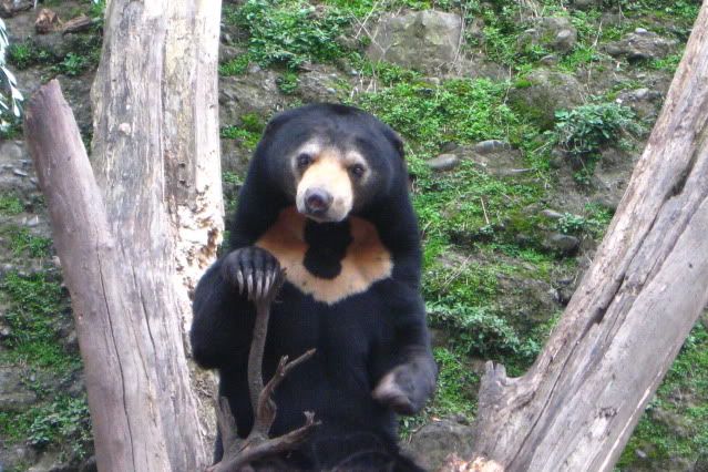 Sun_Bears_006.jpg