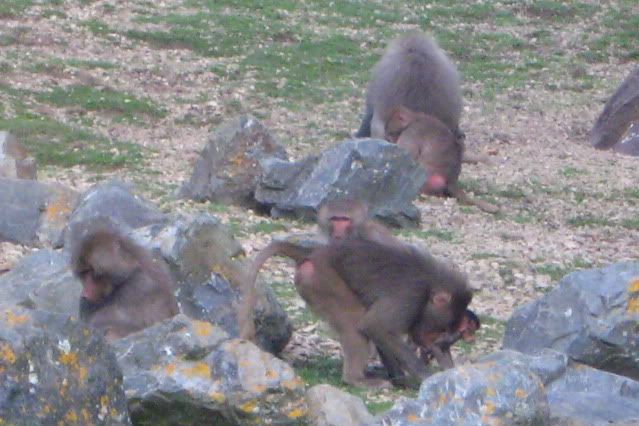 Wgtn_Zoo_068.jpg