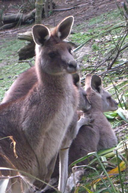 Wgtn_Zoo_074.jpg