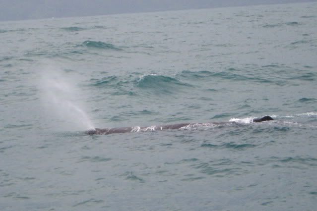 Whale_Watch_Trip_020.jpg