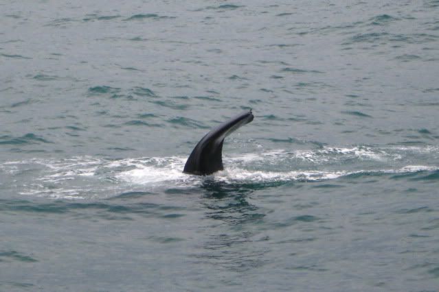 Whale_Watch_Trip_043.jpg