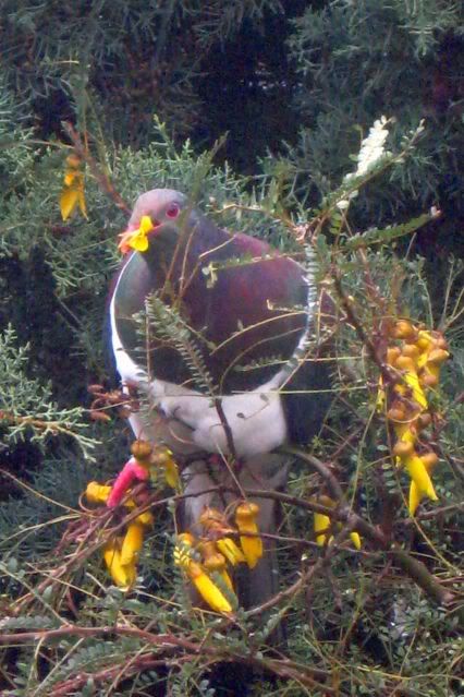 Wood_Pigeons_003.jpg