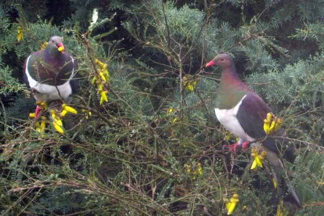 Wood_Pigeons_004.jpg