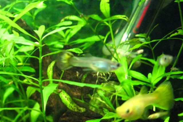 hermaphrodite_guppy_006.jpg