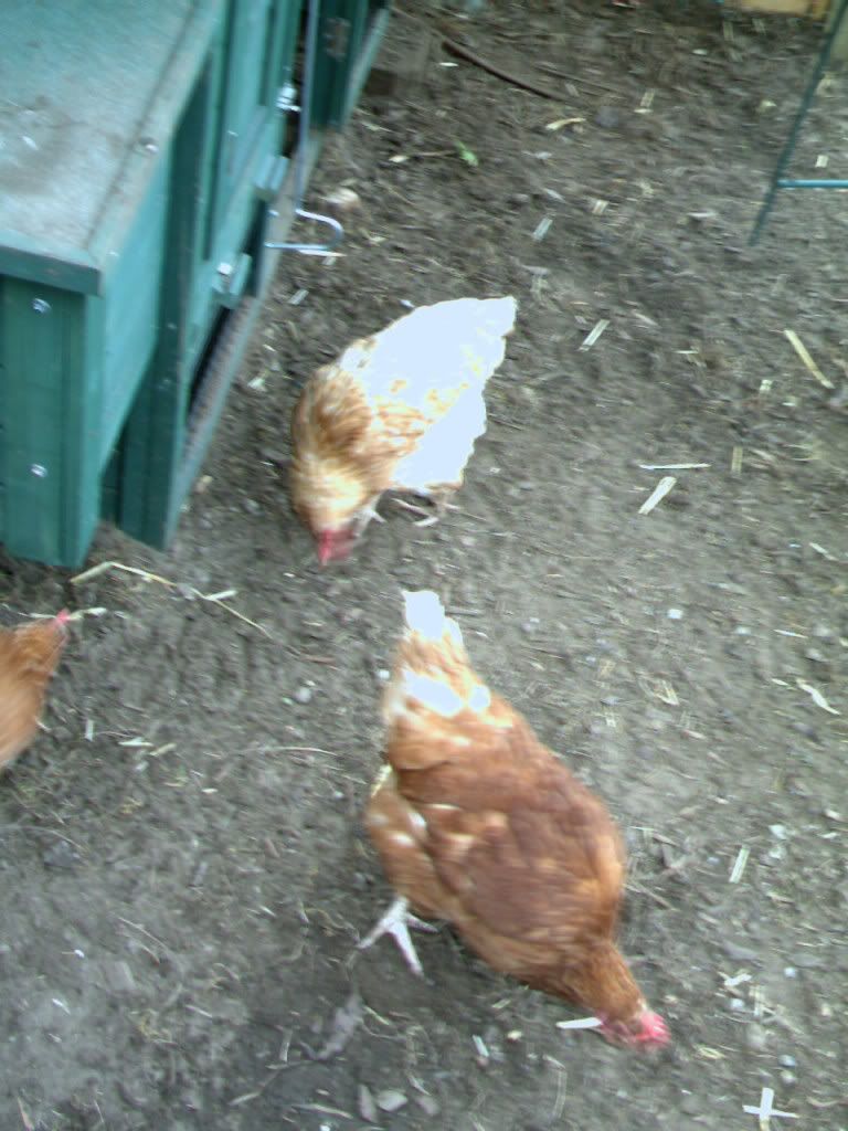 ChickensMar25007.jpg