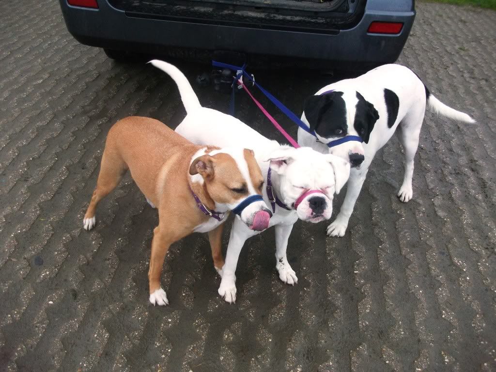 Halti Head Collar or Dogmatic? Which is best? Labradors Forums