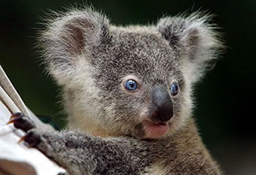 Koala Pictures, Images and Photos