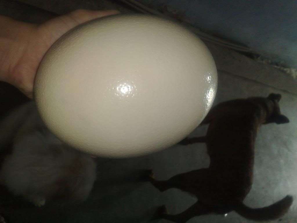 Trứng vịt khổng lồ - 2