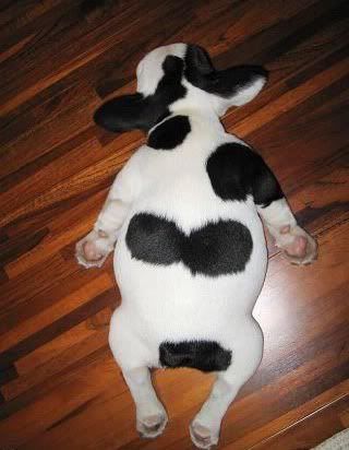 bắt tró bắt tró,anh em nào gần gần khu vực phường 5 phường 6 quận 8 vào nha