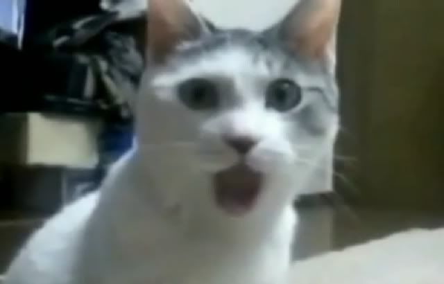 Cún nhà mình thuộc giống gì ? sư cẩu vào phán dùm mình cái - 6