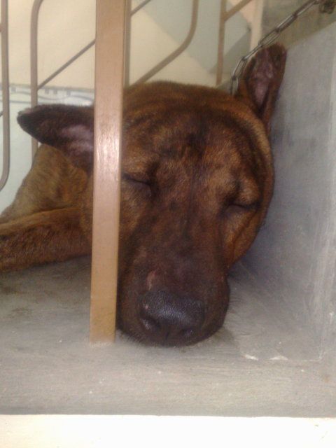 Cún nhà mình thuộc giống gì ? sư cẩu vào phán dùm mình cái - 3