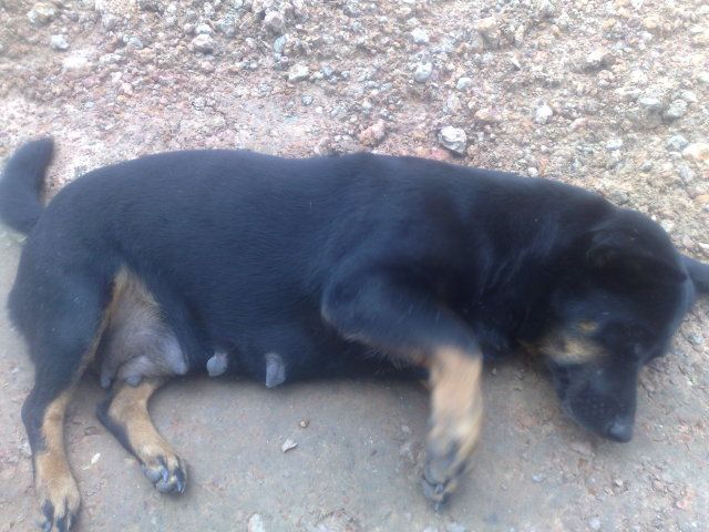 Cún nhà mình thuộc giống gì ? sư cẩu vào phán dùm mình cái - 4