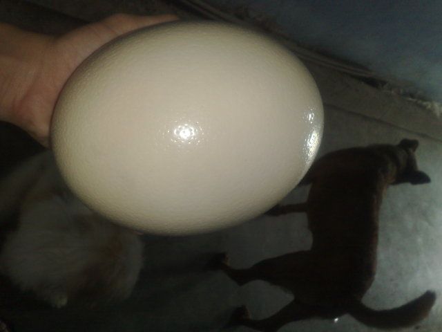 Cún nhà mình thuộc giống gì ? sư cẩu vào phán dùm mình cái - 7