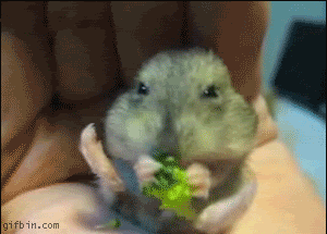 image: 1238065319_hamster_eating_broccoli