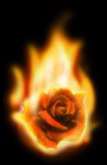 firery rose