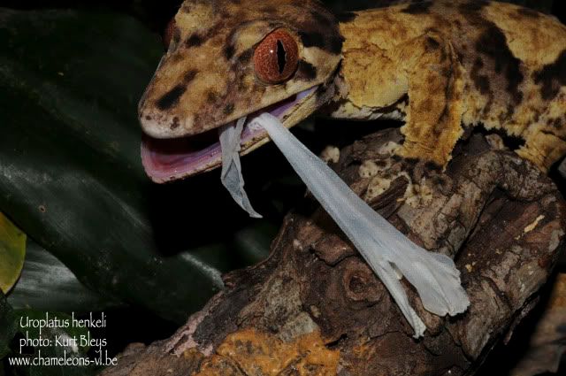 Uroplatus_henkeli_2.jpg