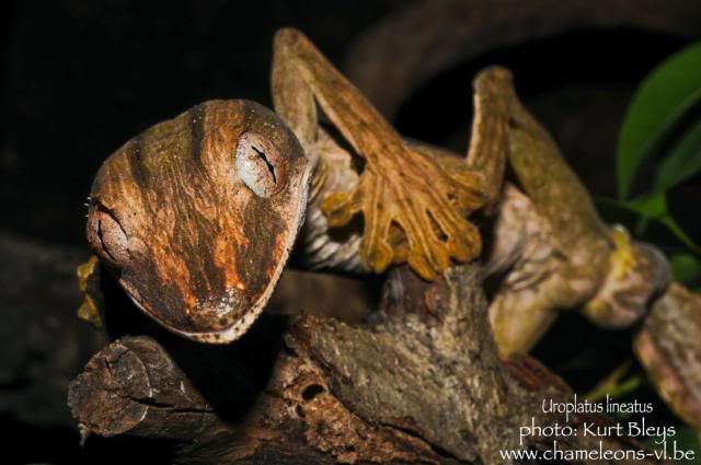 Uroplatus_lineatus_.jpg