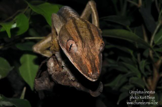 Uroplatus_lineatus_1.jpg