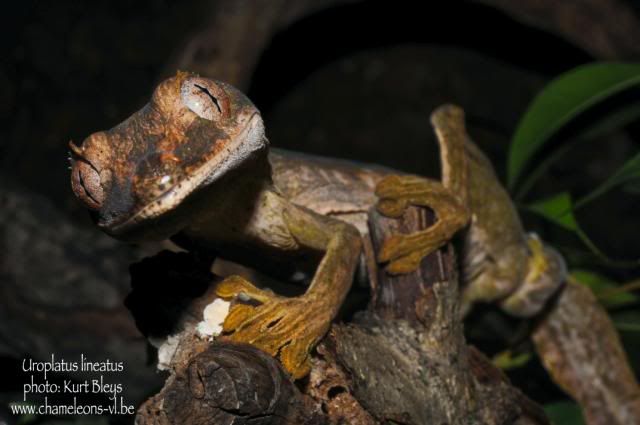 Uroplatus_lineatus_2.jpg