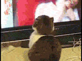 0001qdrh.gif