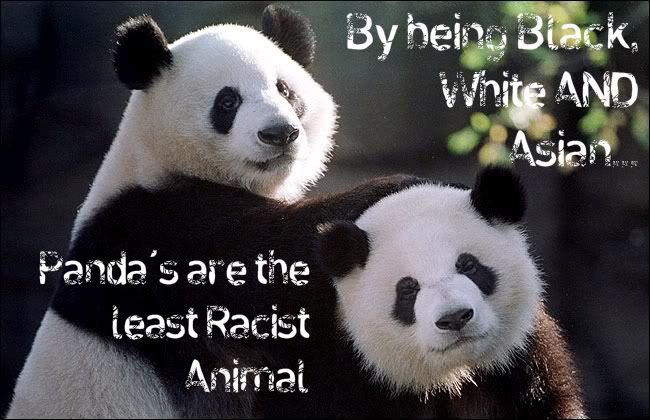 pandas-13.jpg