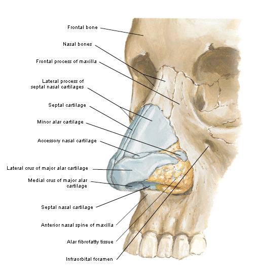 nasal bone