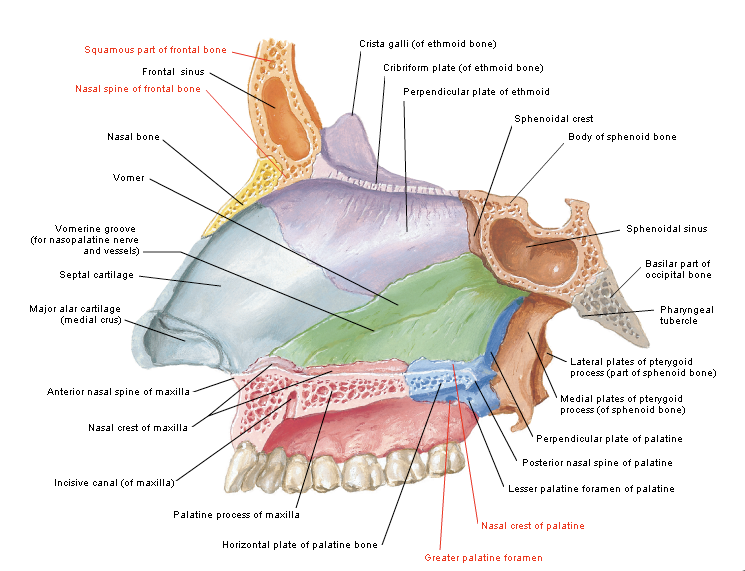 nasal septum