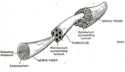 nerve fiber