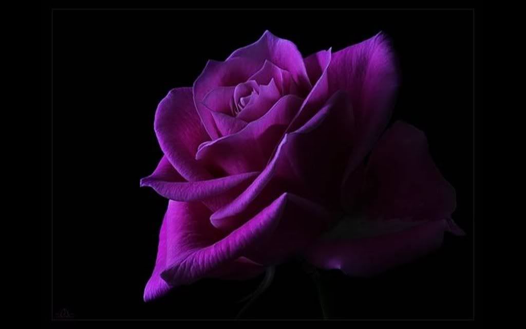 rosas1.jpg picture by DOSICADIZ