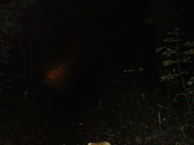 MY DOG LOOKING AT POSSIBLE GHOSTLY ENTITY ON TRAIL