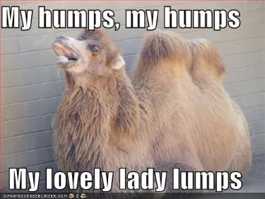 hump day funny