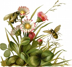 bees-flowers.png