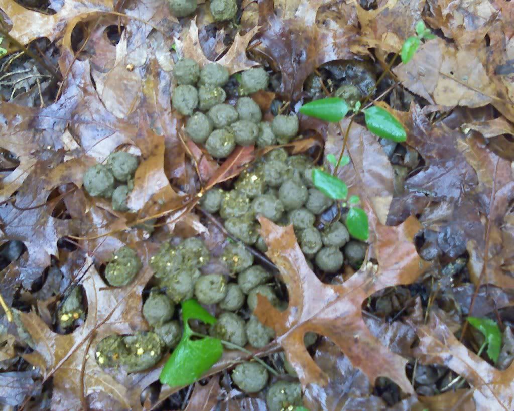 Can anyone tell me what kind of scat this is? (pix) New Jersey Hunters