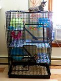Cage Pic Thread (No chat) | Page 2 | Rat Forum
