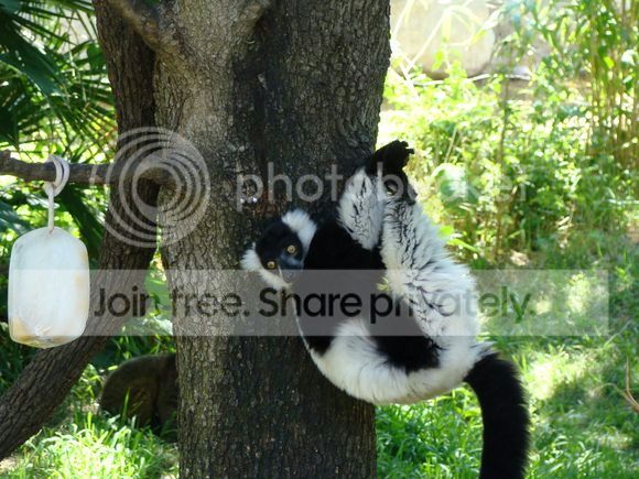 Lemur.jpg