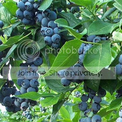 Our Plants - Caldwell's Cherry Corner Nursery