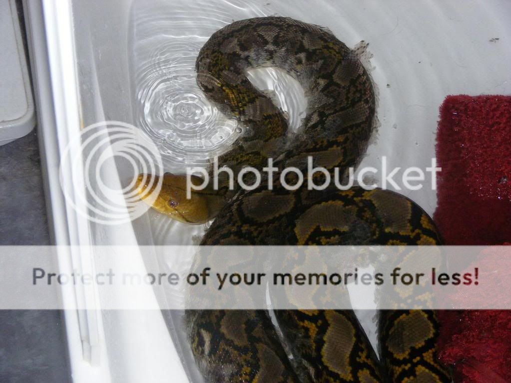 bali in the tub!!! | Reptile Forums