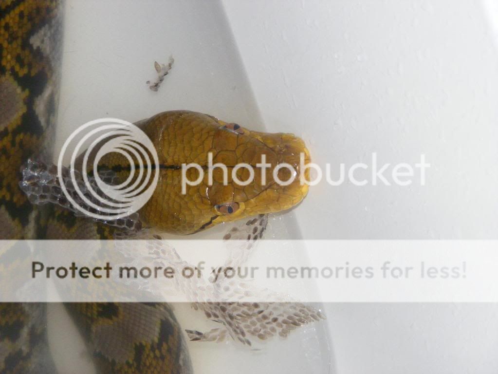 bali in the tub!!! | Reptile Forums